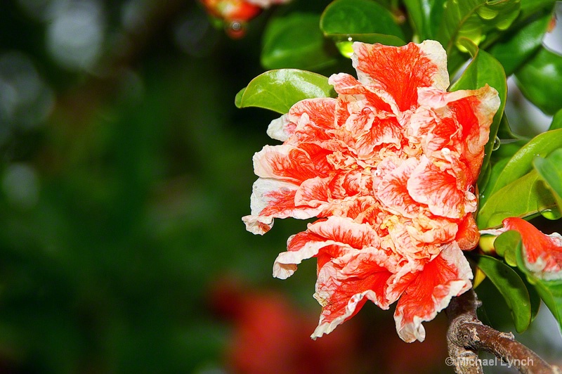 Pomegranate Flower in Okinawa, Japan