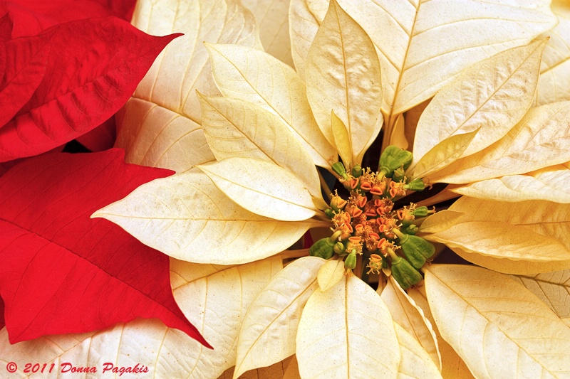 Greenhouse Poinsettias 