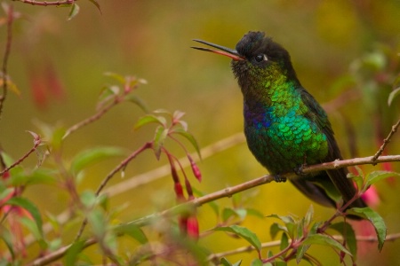 Fiery Throated Hummingbird