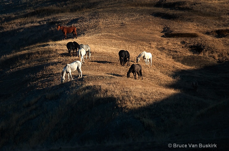Wild horses on a hill.  