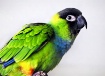 Poco the Parrot