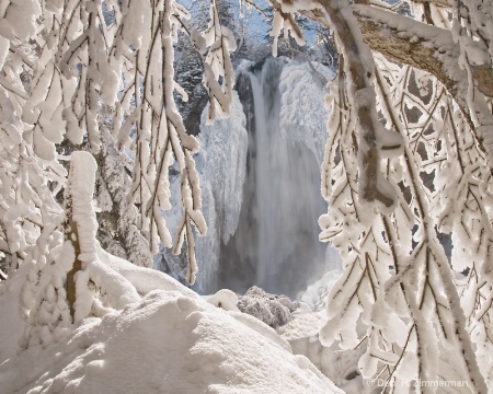 A Curtain of Frosted Trees