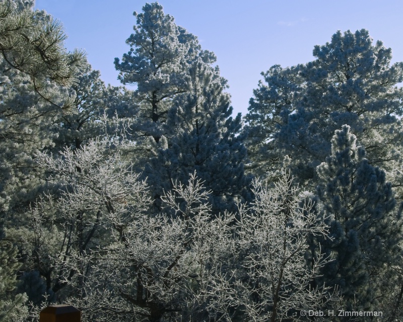 Frosted Lace Trees - ID: 11685308 © Deb. Hayes Zimmerman