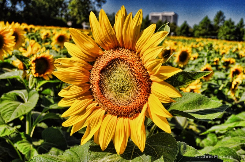 Sunflowers on Michigan Avenue