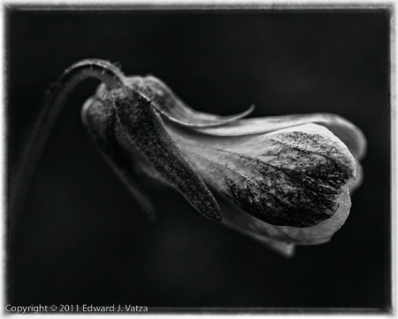 Low-Key, Black & White Yellow Violet