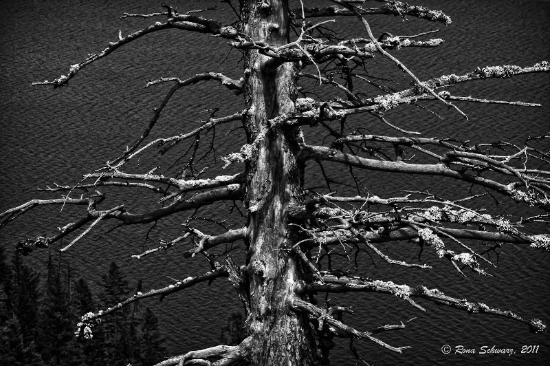 Tree Above Lake Below