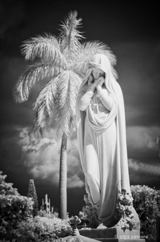 The Palm - ID: 11687957 © Olga Zamora