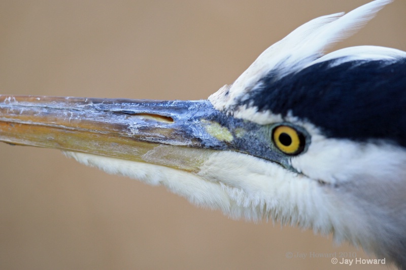 Eye to eye with Great Blue Heron
