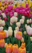 Tulipa