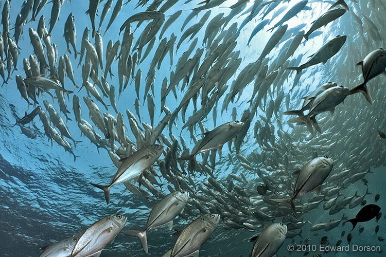 Schooling Trevallies 2 - ID: 11689102 © Edward Dorson