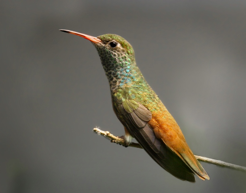 Emerald Humming Bird