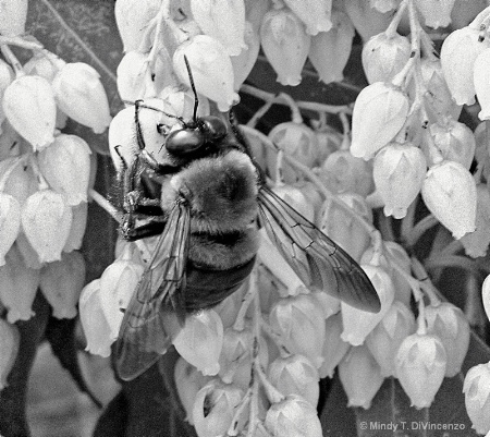 Black and White Bee