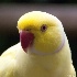 © Kelley J. Heffelfinger PhotoID # 11689952: Closeup of Rose-ringed Parakeet