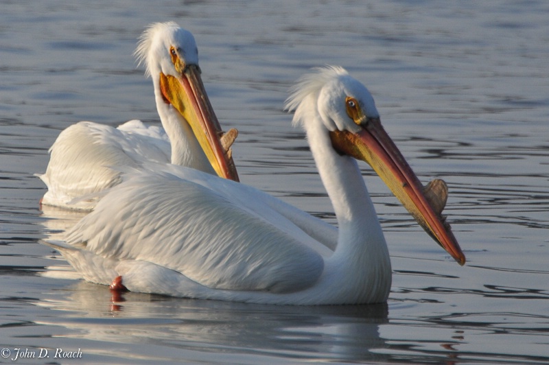 Pelicans - ID: 11690404 © John D. Roach
