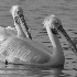 © John D. Roach PhotoID# 11690404: Pelicans