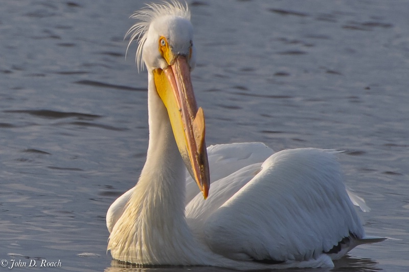 Pelican looking sharp - ID: 11690406 © John D. Roach