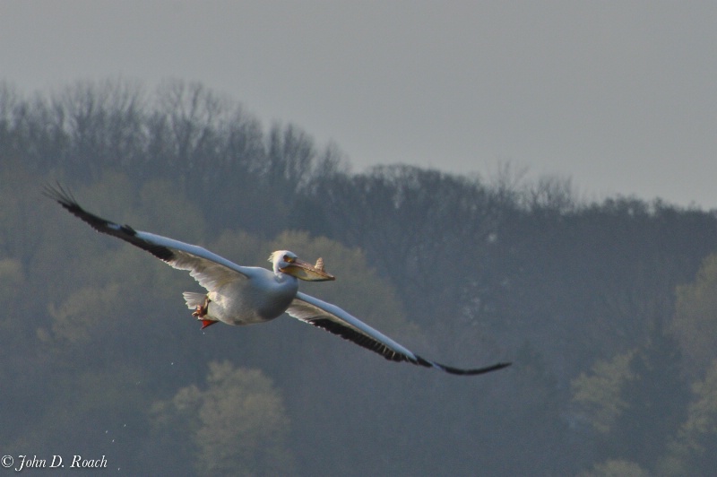 Pelican Circling - ID: 11690407 © John D. Roach