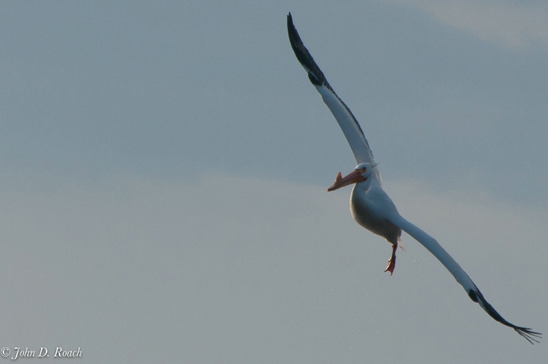 Pelican Preparing to Land - ID: 11690408 © John D. Roach