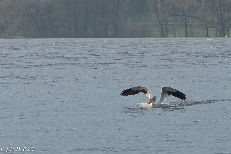 The Pelican has set down - ID: 11690409 © John D. Roach