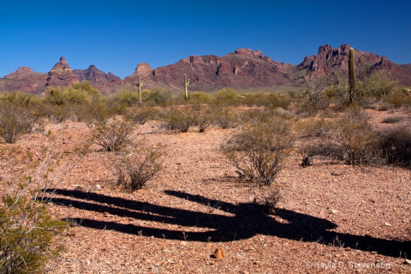 Shadow in the Desert