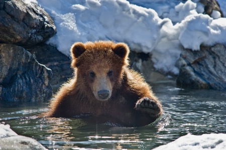 Bear in Winter