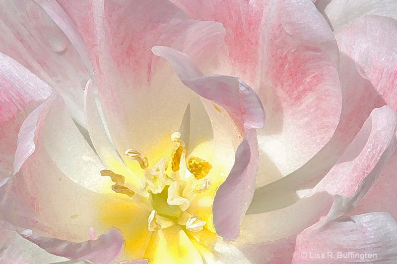 Soft Petals - ID: 11692268 © Lisa R. Buffington