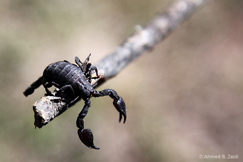 Beauty of a Scorpion