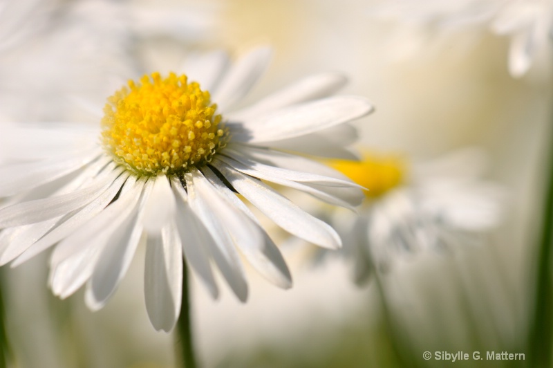 daisies - ID: 11693701 © Sibylle G. Mattern