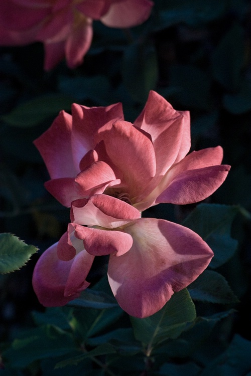 Old Park Rose