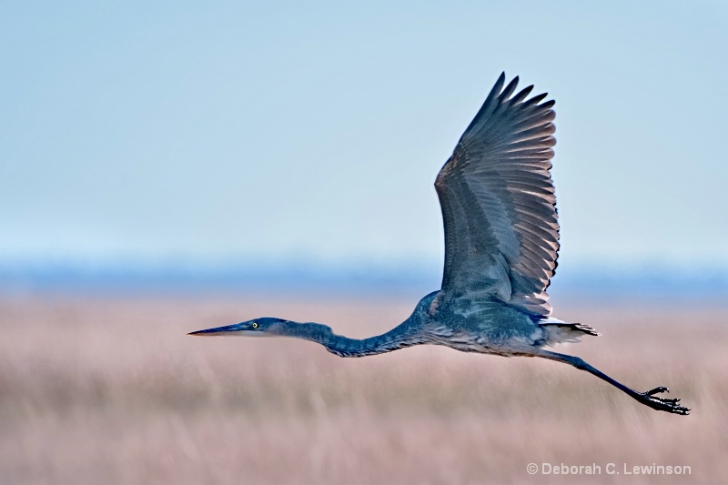 Heron Flight - ID: 11694404 © Deborah C. Lewinson