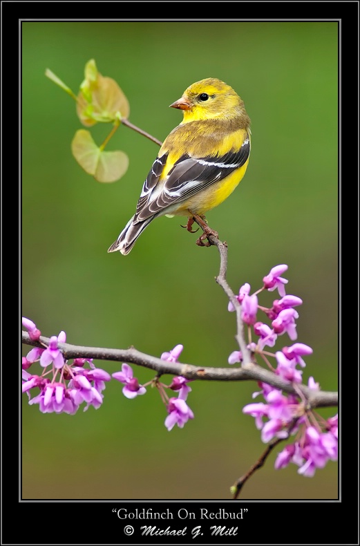 Goldfinch On Redbud