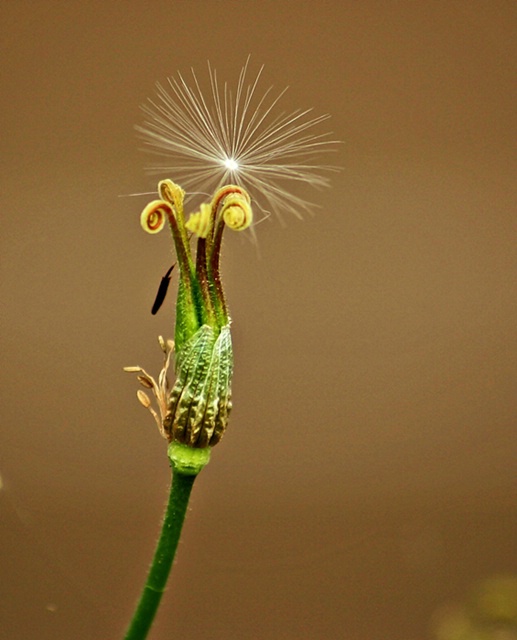 Delicate Dandelion Seed