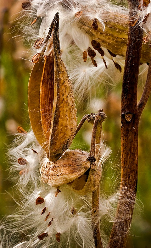 Milkweed