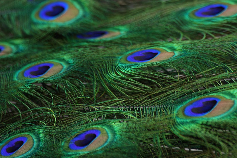 Patterned Peacock