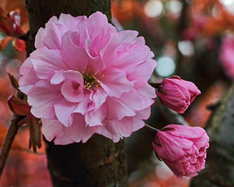 A ruffly pink cherry blossom