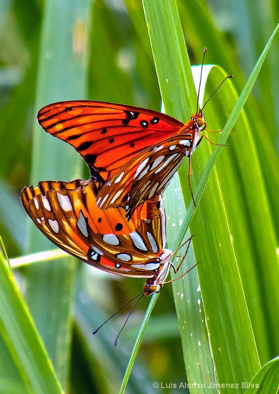 amor mariposa (butterfly love)