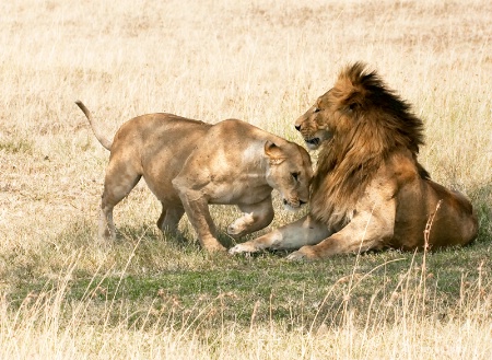 Love On the Plains