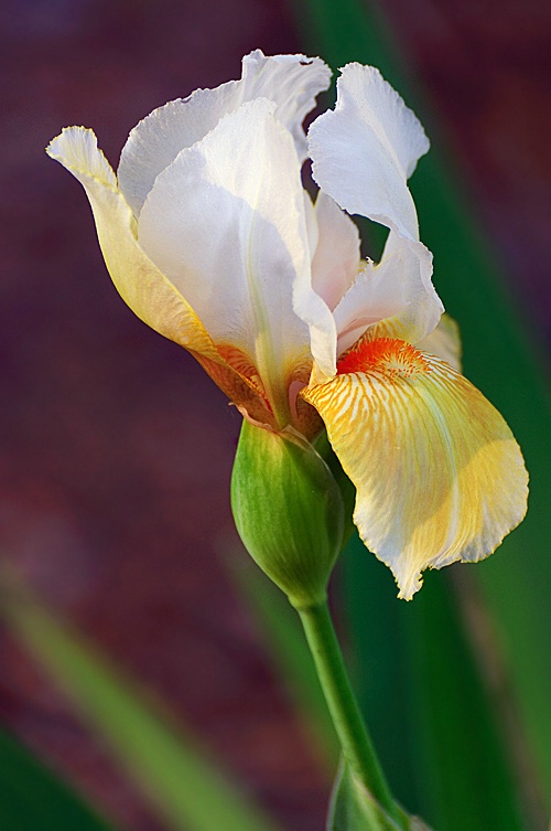 Bearded Iris