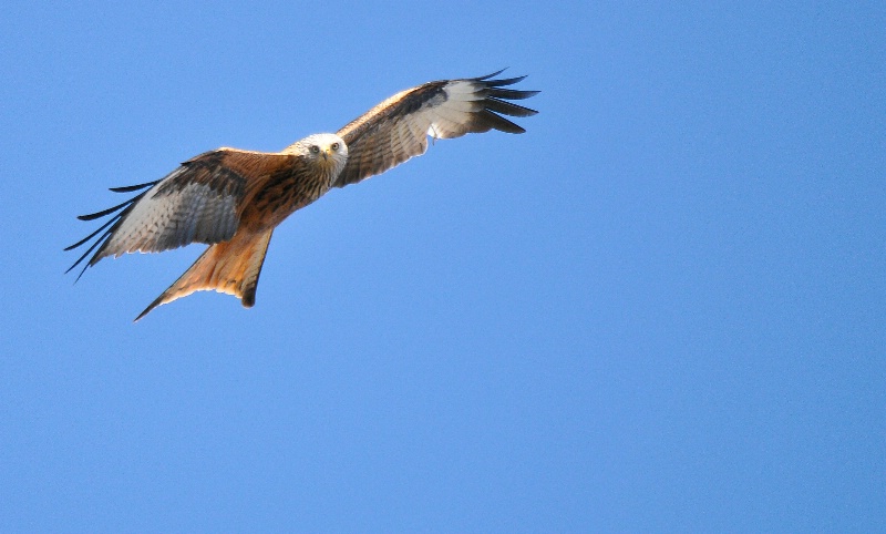 Red Kite