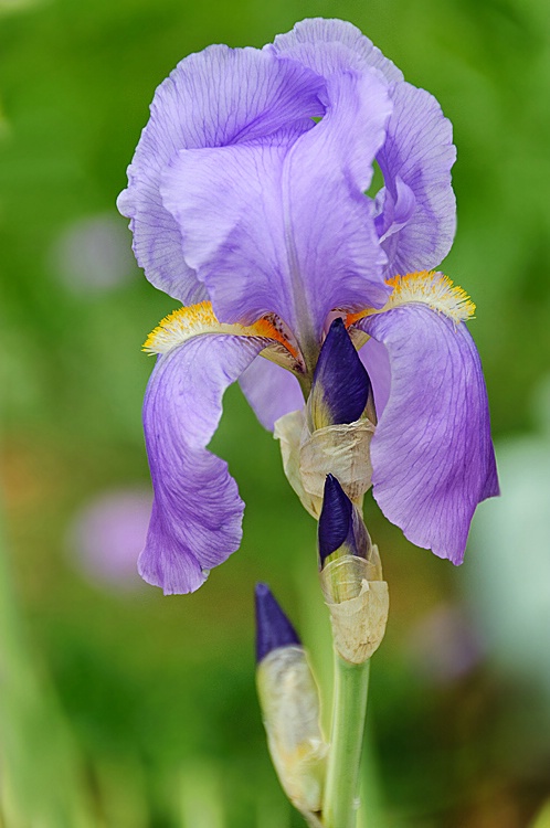 Bearded Iris