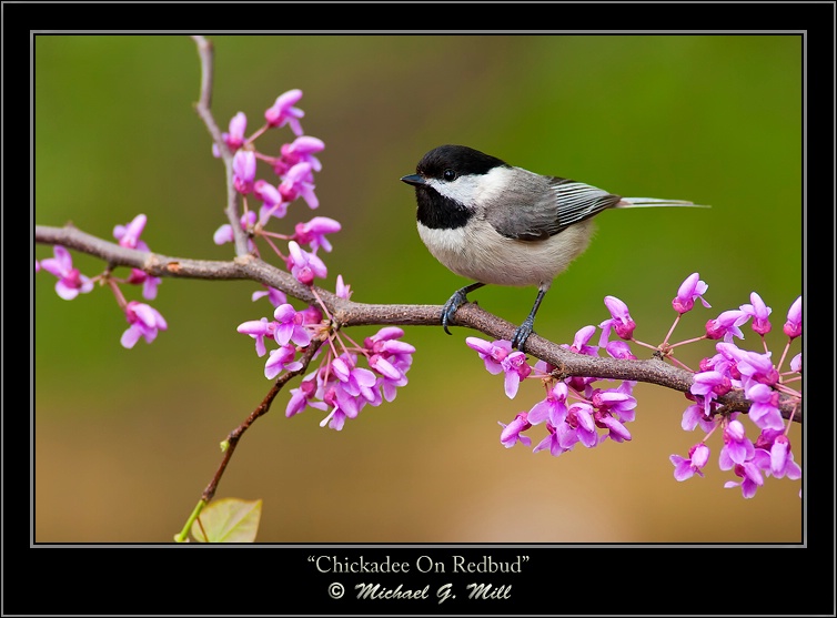 Chickadee On Redbud