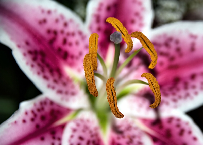 Lily's Pollen - ID: 11699480 © Clyde Smith