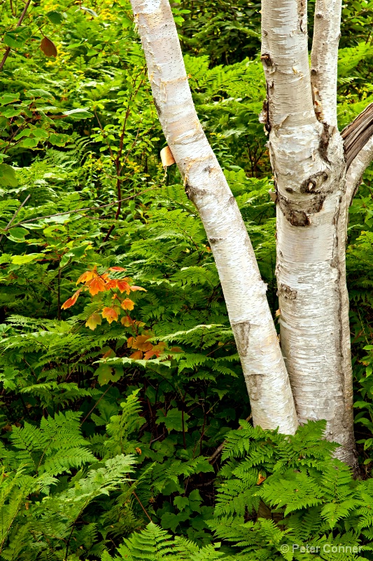 Birch and Fern Detail on Cape Breton, Canada