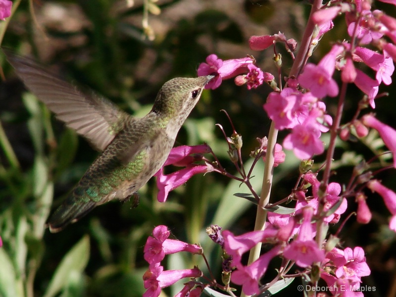 Hummingbird....