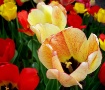 Tulip