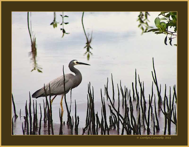 * Fishing in the Mangroves *<p>