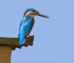 King Fisher 