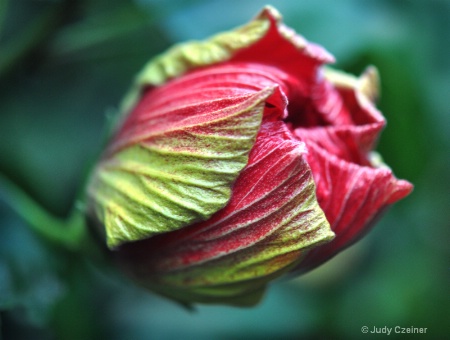 Hibiscus Bud