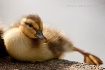 Yoga for Duckling...