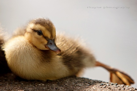 Yoga for Ducklings